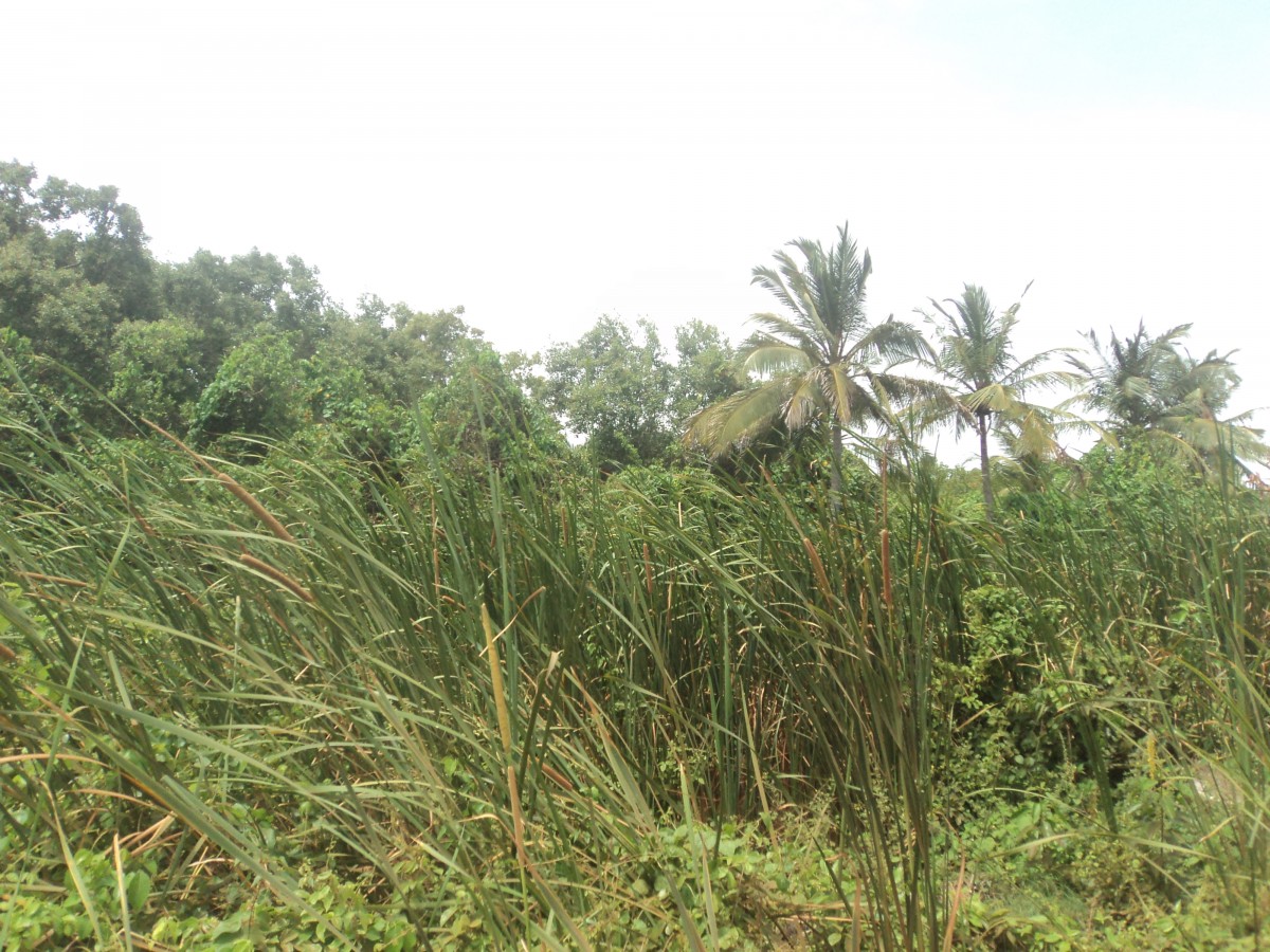 Typha angustifolia L.